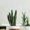 Plantas ornamentales outdoor bg