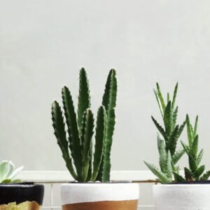 Home outdoor bg