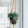 Planta Colgante product 04